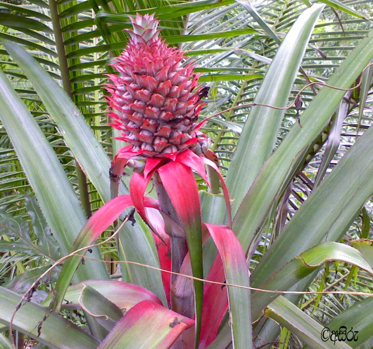 Ananas comosus (L.) Merr.